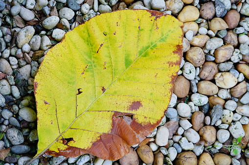 Yellow autumn leaf of a tree on small stone floor in garden