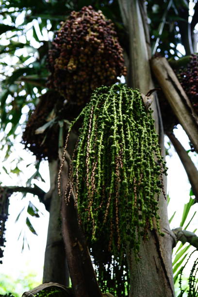 istock Fruits on Palm trees at summer day in Thailand 1279858891