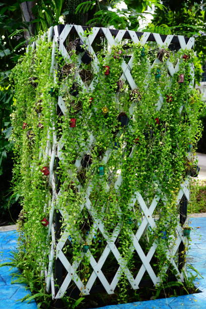 istock Vertical green plant pattern in many dave in pot at garden 1279858907