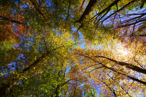 istock Colorful autumn background. 1279858957