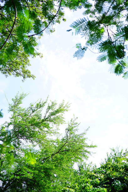 Looking up towards the sky in a forest during autumn in Italy