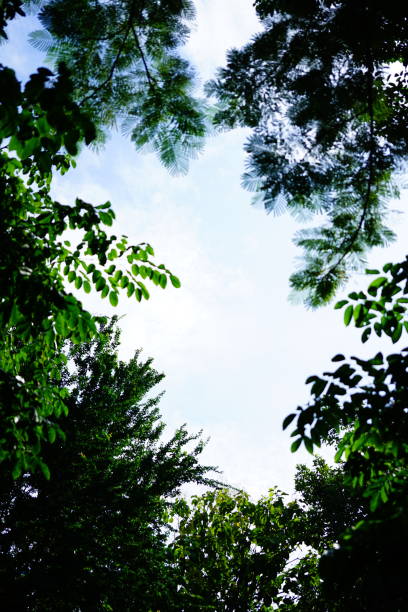 istock Looking up Looking up with natural frame of treetopsat on sky background 1279859027