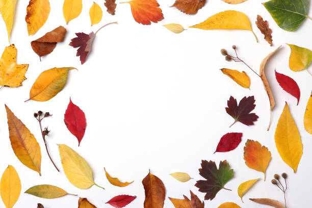 istock autumn composition and autumn leaves 1279859751