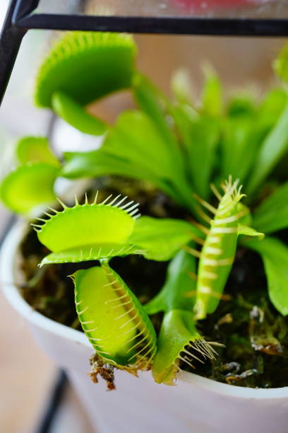istock Venus flytrap plants in garden bed in pots 1279860576