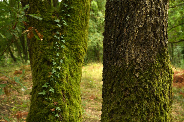 istock trunk of oak tree in a forest 1279861150