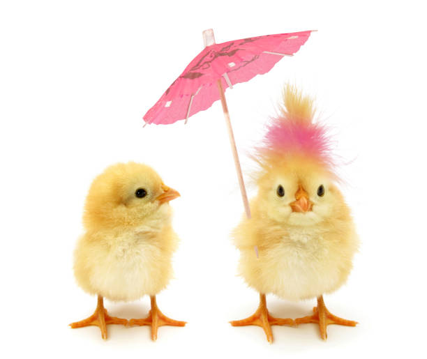 Two chicks one crazy chick with weird pink hair and paper parasol umbrella Here are two chicks. Which one is the trendy? young bird photos stock pictures, royalty-free photos & images