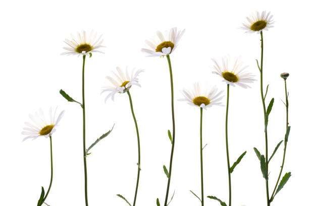 istock Various daisy flowers isolated on white background 1279861447