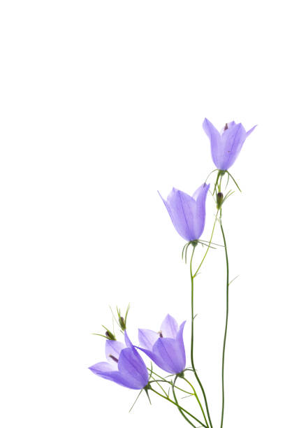 istock blue flowers bell isolated on white background 1279861595