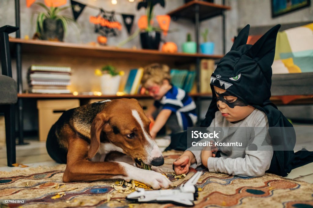 Little superhero and his dog spending fun time together during Halloween season Cheerful older boy wearing a bat costume costume, and having a painted bat on his face playing with his hound dog on the floor Halloween Stock Photo