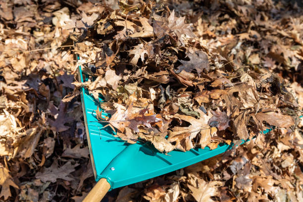 istock a yard rake full of covered in oak and maple leaves 1279861863