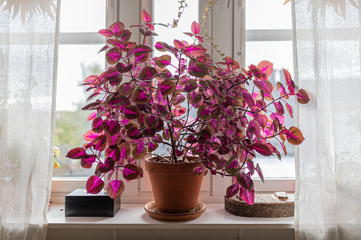 A large coleus plant indoors in a window sill. It has purple leafs and it is framed by white curtains. Plectranthus scutellarioides.