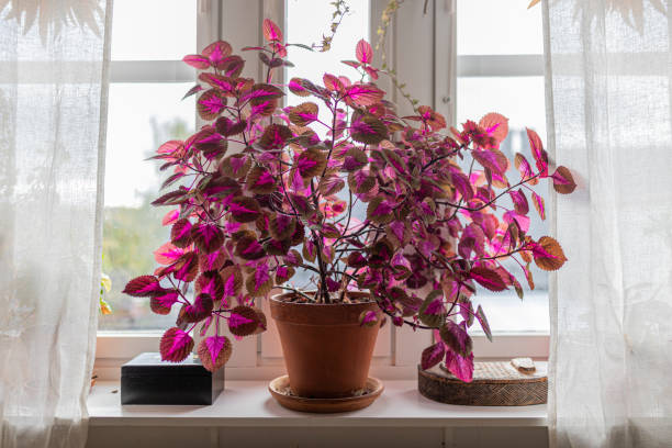 Coleus plant indoors in a windows, in purple and pink colours A large coleus plant indoors in a window sill. It has purple leafs and it is framed by white curtains. Plectranthus scutellarioides. coleus photos stock pictures, royalty-free photos & images
