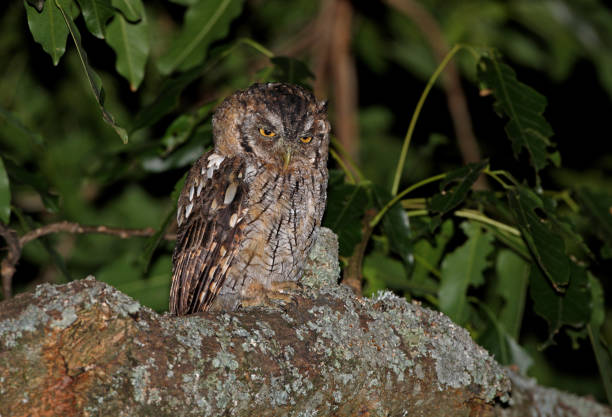 istock Hoy's vScreech-owl 1279862970