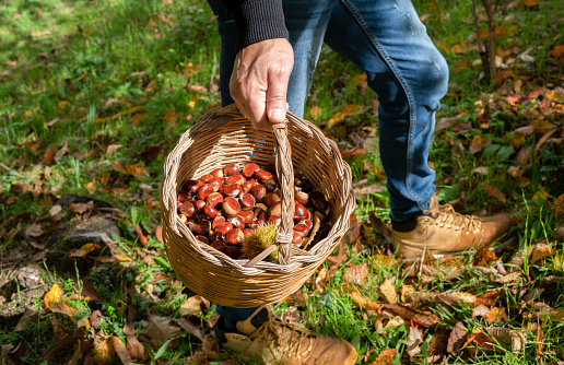 man holding a basket of chestnuts in the woods, Sardinian chestnuts, aritzo