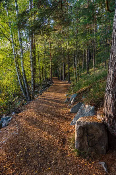 Photo of Walkpath in a forest in Sweden
