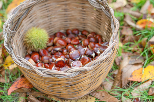 Chestnut harvest in wicker basket