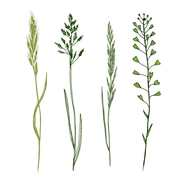 istock Wild flowers hand drawn. Herbal medicine vector illustration. 1279864368