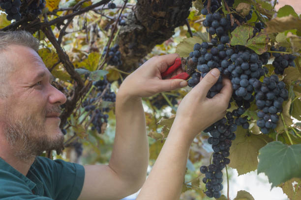 istock Harvesting ripe grape at vineyard 1279864990