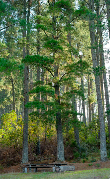 istock Autumn forest trees. nature green wood sunlight 1279865677