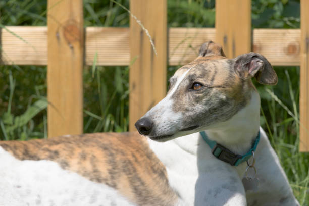 istock Pet greyhound in the garden looks left into sunny copy space. 1279865694