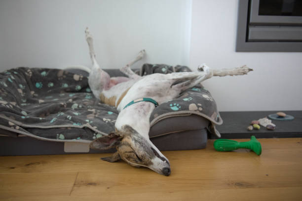 mascota adoptado galgo duerme en una posición divertida con las piernas en el aire - galgo inglés fotografías e imágenes de stock