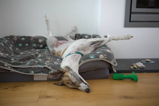 Pet adopted greyhound sleeps in a funny position with legs in the air Fast asleep, this large pet greyhound dog assumes an unusual position, with back legs in the air, front legs crossed, nose on the floor. Comfy dog bed greyhound stock pictures, royalty-free photos & images