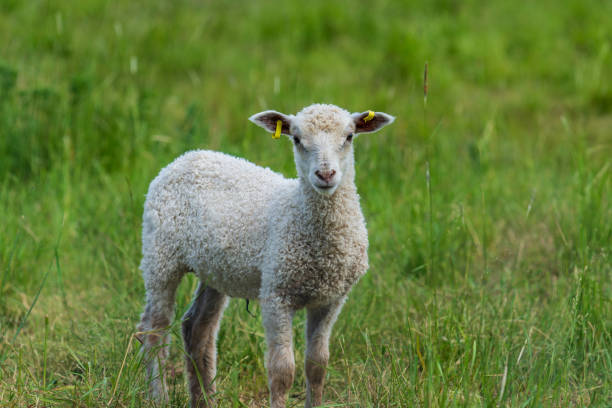 istock Sweet white lamb standing in a green pasture 1279866309