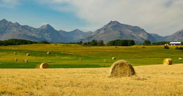 istock Bales Of Wheat 1279866629