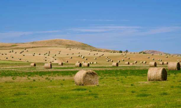 istock Bales Of Wheat 1279866638