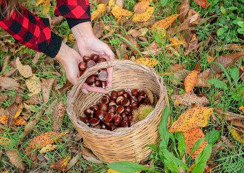 woman collecting a basket of chestnuts in the woods, Sardinian chestnuts, aritzo