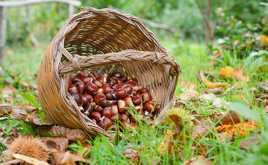 Raw hazelnuts in a small wicker basket among green leaves