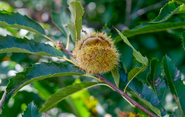 istock chestnut curls on the tree in the woods, typical Sardinian chestnuts, aritzo 1279867498