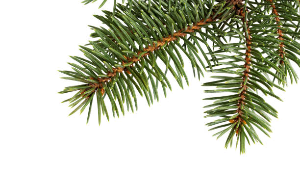 istock Pine branch. Christmas ornament. 1279867755