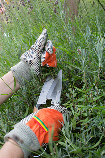 Pruning and shaping a lavender plant with protective gloves and pruning shears
