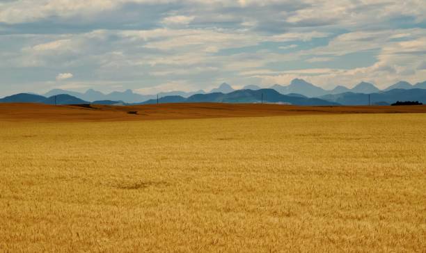 istock Wheat field in Southern Alberta 1279867847