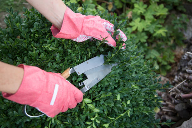 istock Pruning and shaping a boxwood (Buxus sempervirens) bush with protective gloves and pruning shears 1279867871