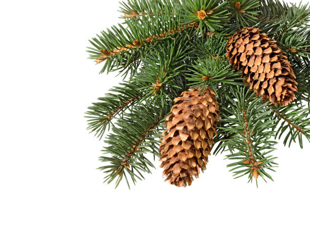 istock Christmas ornament. Fir tree branch with cones 1279867872