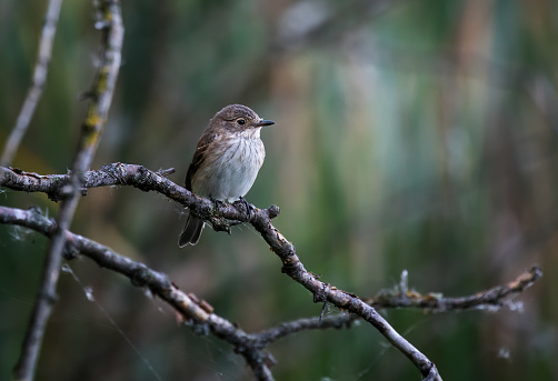 The spotted flycatcher (Muscicapa striata) is a small passerine bird in the flycatcher family