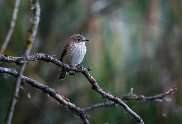 The spotted flycatcher (Muscicapa striata) is a small passerine bird in the flycatcher family stock photo