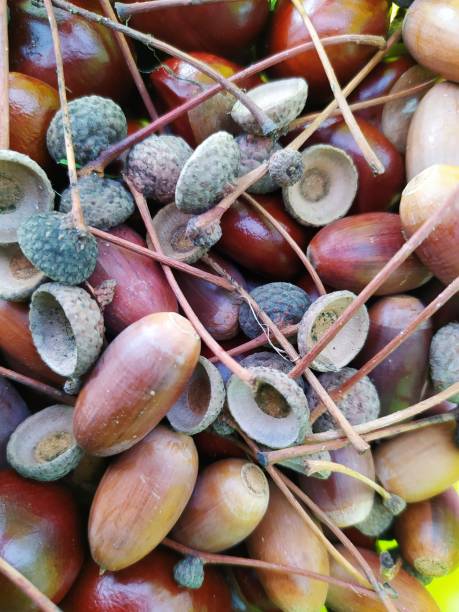 istock Chestnut and dried acorns background 1279868025