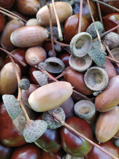 istock Chestnut and dried acorns background 1279868041