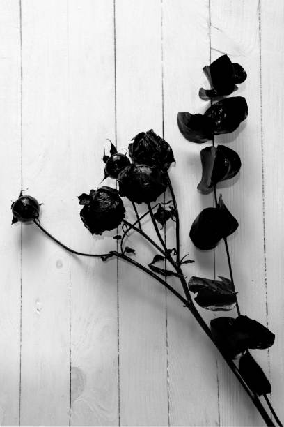 Black roses Black dry roses on a background of white boards artificial flower stock pictures, royalty-free photos & images