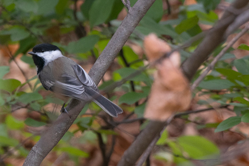 A black-capped chickadee bird sits on branch.