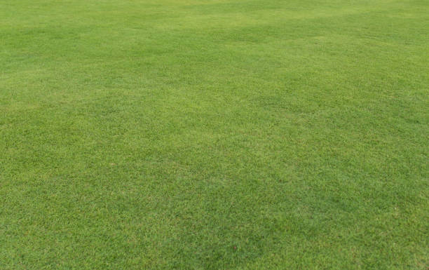 istock Field of fresh green grass texture. Background 1279869078
