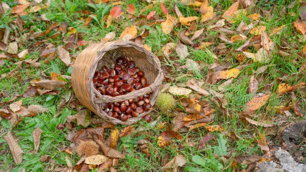 урожай каштана в плетеной корзине - chestnut basket large group of objects isolated стоковые фото и изображения