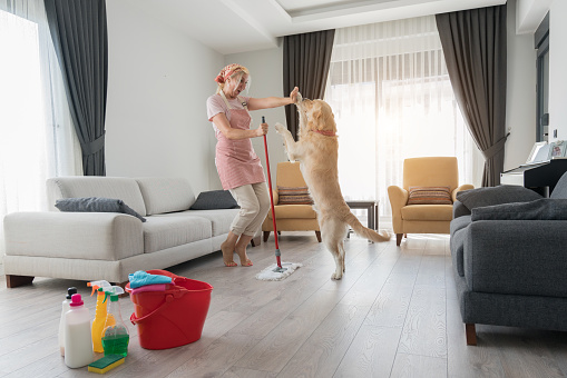 Housewife and her dog mopping on the floor of a room during housework.