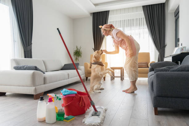 istock Happy dog plays with owner who does cleaning home. 1279869287