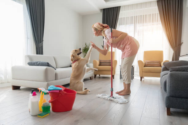 istock Dog Making Mess Of Newly Mopped Floor 1279869377