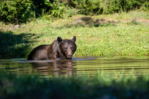 Eurasian Brown Bear (ursus arctos arctos) is swimming in a small lake. \n\nLocation: Hargita Mountains, Carpathians, Transylvania, Romania.