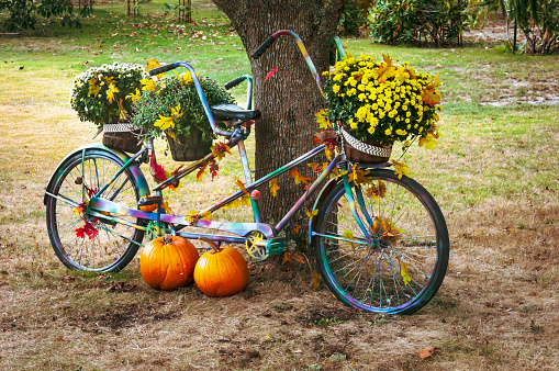 An old tandem bicycle is loaded down with baskets of fall  chrysanthemums colorful fall leaves and orange pumpkins.